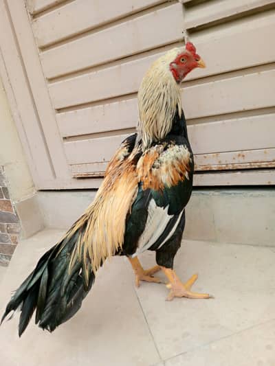 Top Quality zero size Mianwali Patha