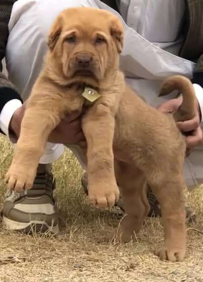 Afghan Kuchi | pure Afghan Kuchi puppies pair | Afghan Kuchi dog