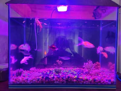 Aquarium 2x1.5x1 ft