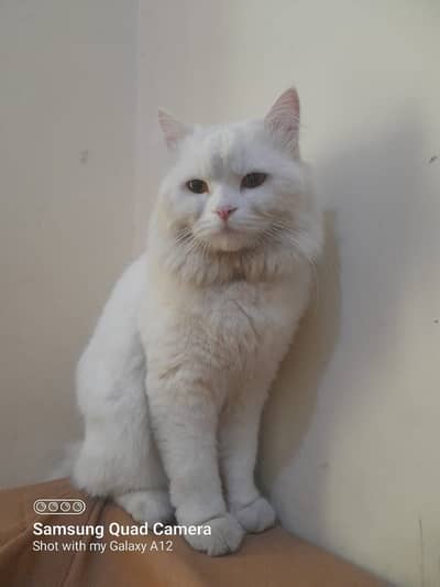 White Persian cat for sale - Lahore