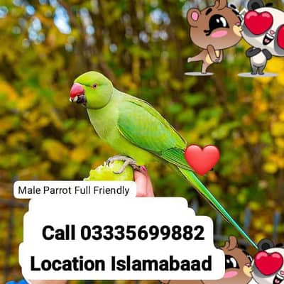Hand Tamed Full Friendly Green Ring Neck Male Parrot Jumbo Size