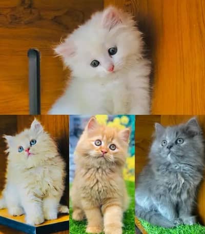 Persion Cat Pair for Sale