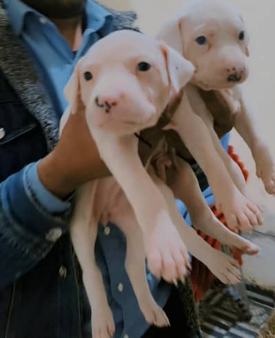 Gultair Puppy Available – Guard Dog Breed