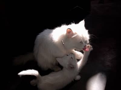 I m selling Persian cat white female argent