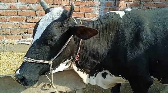 Friesian Cholistani Gabban Cow 3rd Timer