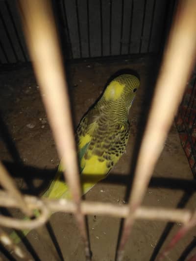 dominant pied+Red eyes split budgie male