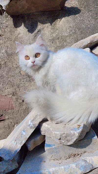 Persian Triple Cote Fully Train