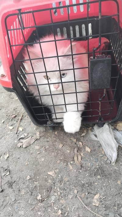 2 month ka cute Persian bili ka bacha available for sale.