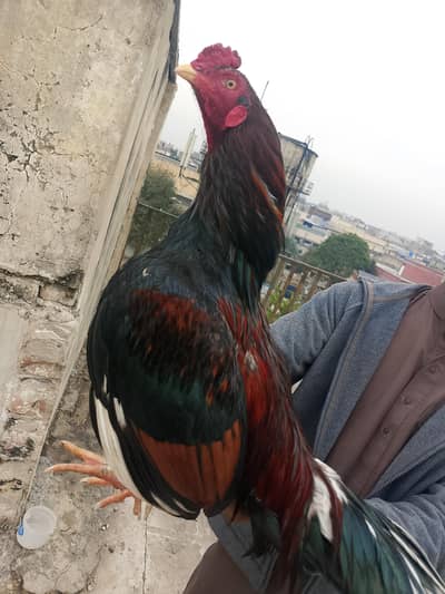 Mianwali Aseel Available. location Rawalpindi. . 03458235821