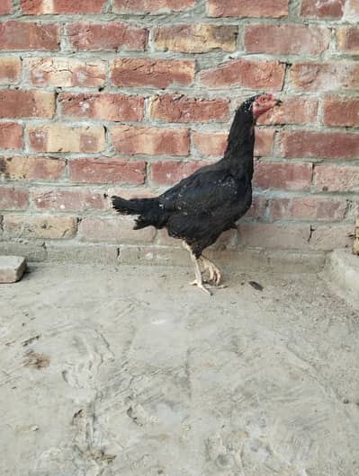 Turkish hint burmi 2 females