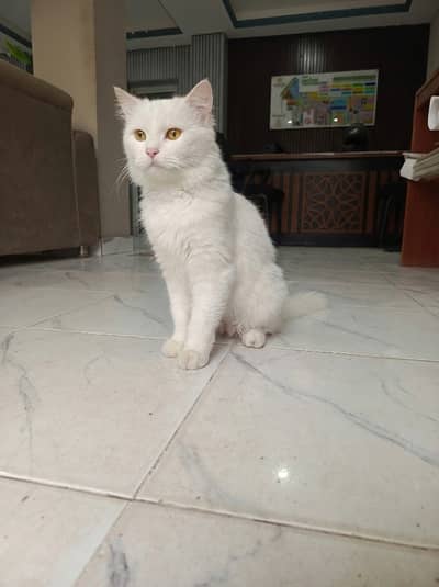 White Male Persian Cat