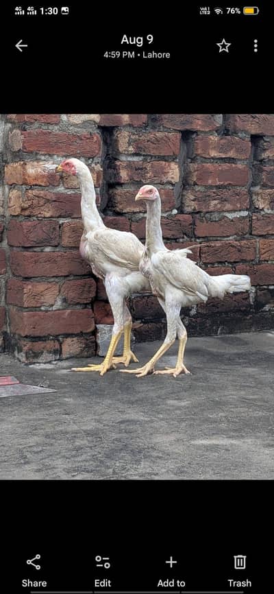 white shamo age 8 month hai picture 4 month phely ki hai