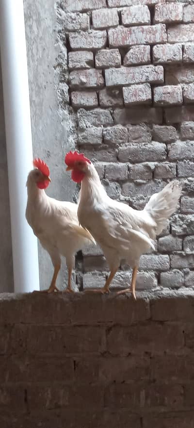 Murga/Desi Murga/White Murga/Cock