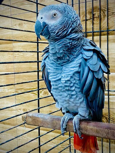 African Grey Parrot male with Cage as gift #africangreyparrot