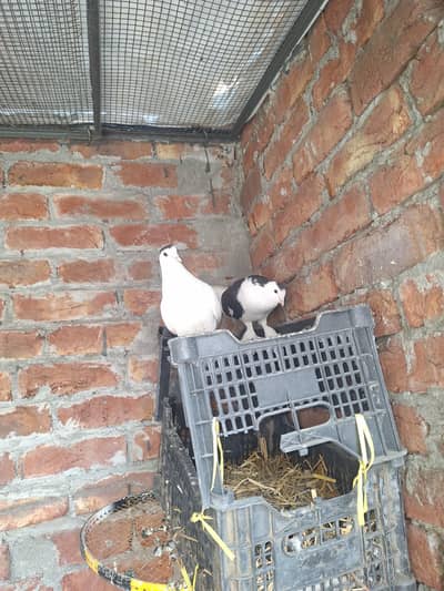 shirazi pair ha boht acha ha pair lga howa breeder pair ha