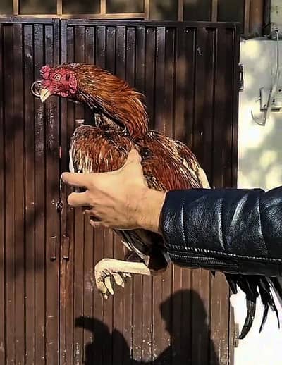 aseel phata price final ha (03136417097)