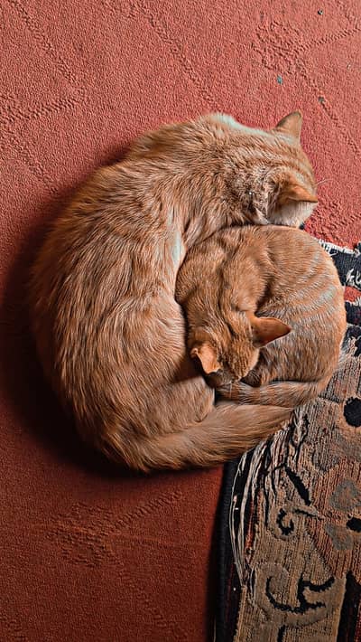 Persian Cat for Sale