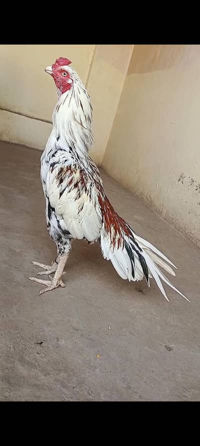 bahut Hi pyara murga hai