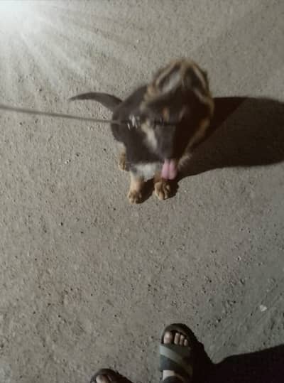 Lon Coat, Heavy Bone Structure Female