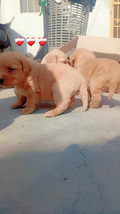 American Labrador puppies for sale