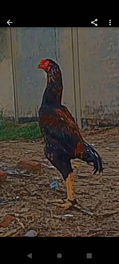 aseel murga for sale