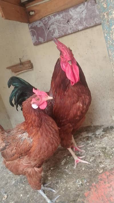 roaster and hen
