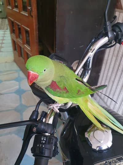 Talking and hand tame raw parrot female (Faisalabad,  Islamabad)