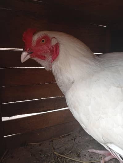 pepar whait morgy whit nok nali