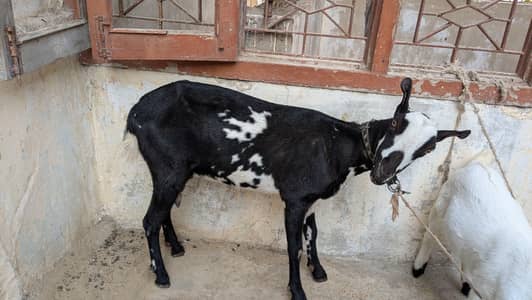 Teddy bakri with Female kid