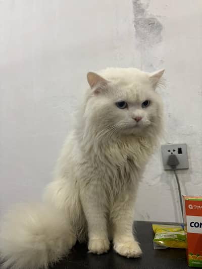 sale Whatsapp 03157400250