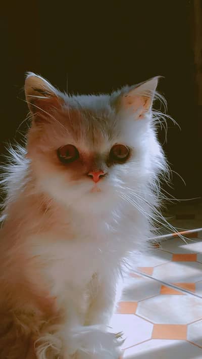 A persian cat for sale