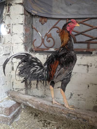 Thai aseel / aseel murgha  (read full add)