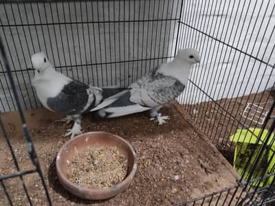 Sentient Pigeon breader pair