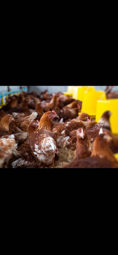 lohman brown and black hen available