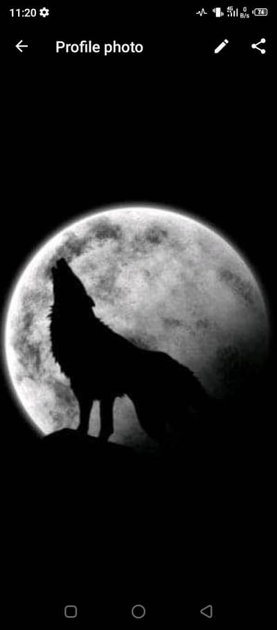 Persian cat pair triple coat