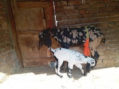 Shera print goat with one female kid