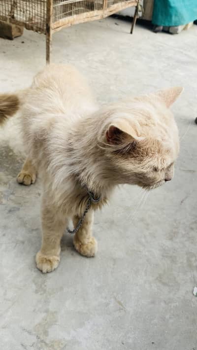 From bahawalnagr tam cat