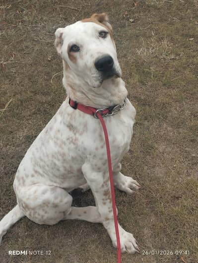 Ancient Old Bloodline | Bully Dog Puppy | 4 Months