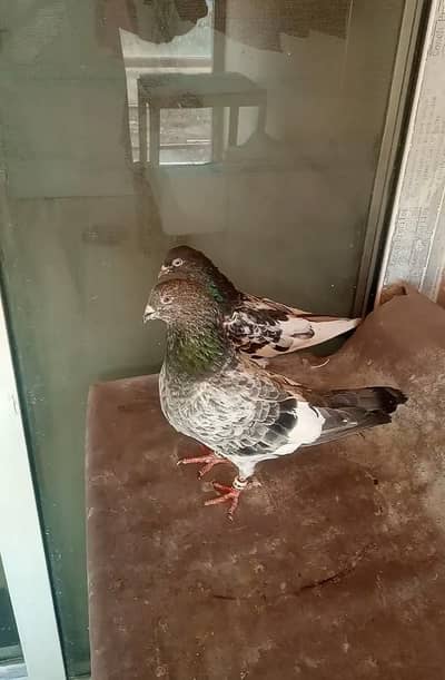 Ferozpuri Pair For Sale G15 Islamabad.