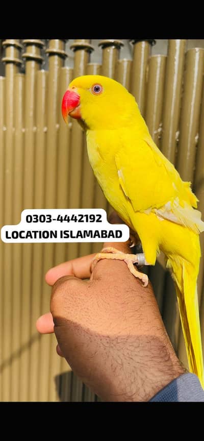 FACE TO FACE TALKING YELLOW RINGNECK