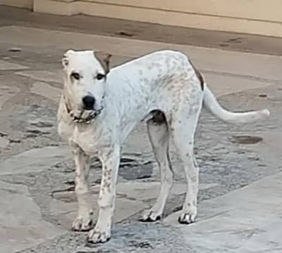 Ancient Old Bloodline | Bully Dog Puppy | 4 Months