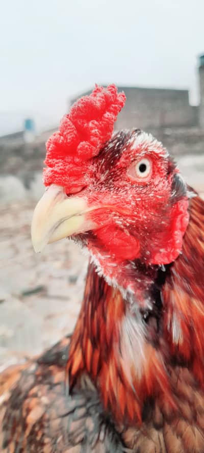 Aseel Murgha Full Active Mast