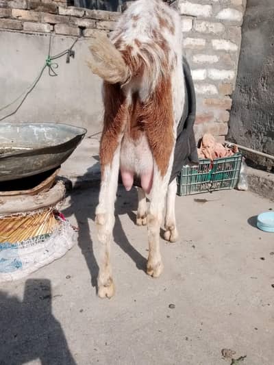 doodh wali tazi sue bakri