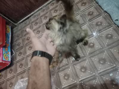 Original version phone number 03074049447