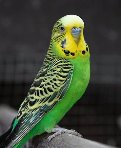 budgies paire for sale