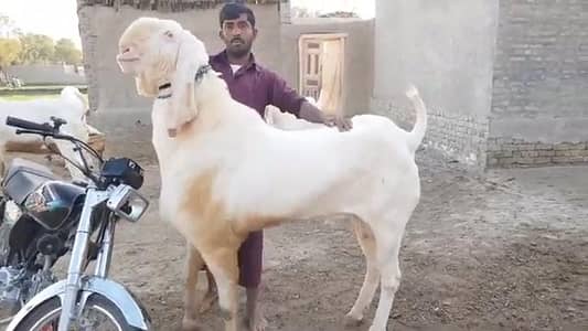 desi Bakra for sale WhatsApp _"03274970754)