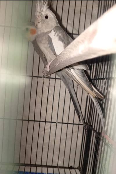 cocktail breader pair  lovebird and bujies also available