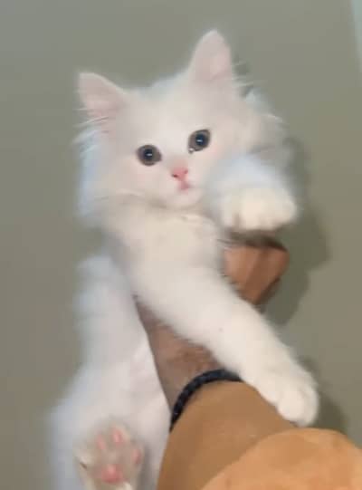 White persion kitten triple cod