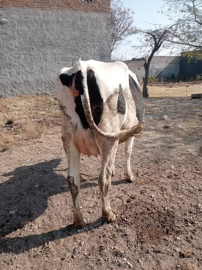 Fresian | Donaltello | bufalo | 6 dant | cow | bachra | milking cow