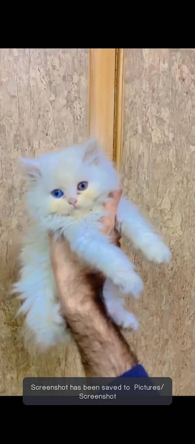 Persian kitten female Tripple coated